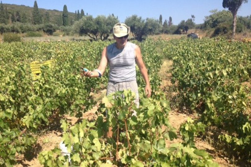 Σας καλημερίζω από τον τρύγο στα Κυπριωτιάνικα Κυθήρων – μία συγκλονιστική εμπειρία – Πάω γι’ αγρότισσα!