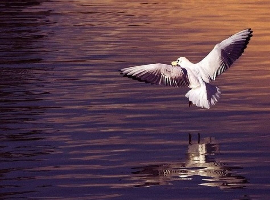 Φωτογραφία της Ημέρας: “Ώρα να ανοίξουμε φτερά” – Υπέροχο ‘κλικ” στο Πάρκο Τρίτση από τον Θανάση Ροκόπουλο