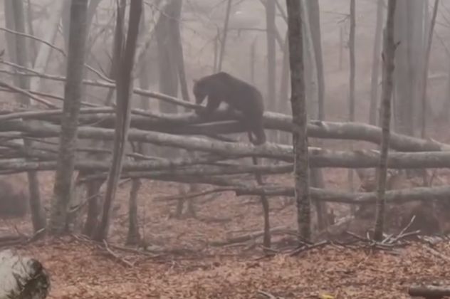 Δείτε βίντεο με τις αρκούδες στο Νυμφαίο: Ο Μπράντλεϊ, ο Κούπερ & ο Ρέι ξύπνησαν νωρίτερα από τη χειμερία νάρκη